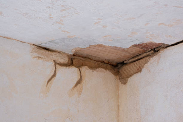 Best Mold removal after water damage  in Agua Dulce, TX